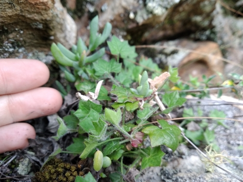 Image of Centella macroda by (c) De Waal Hugo, some rights reserved (CC BY)
