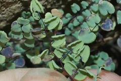 Argyrochosma microphylla