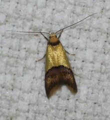 Hemibela oxyptera