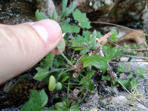 Image of Centella macroda by (c) De Waal Hugo, some rights reserved (CC BY)