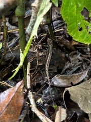 Anolis humilis