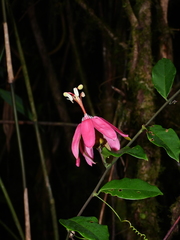 Passiflora glandulosa