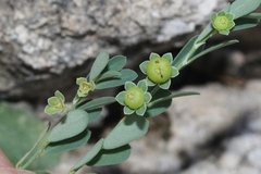 Phyllanthus polygonoides