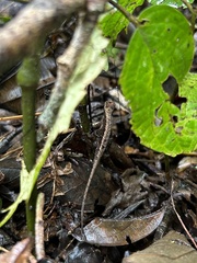 Anolis humilis