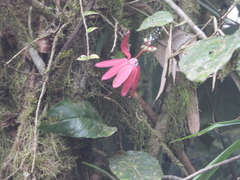 Passiflora glandulosa