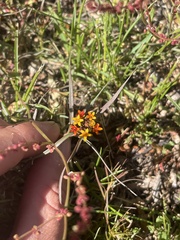 Quinchamalium chilense