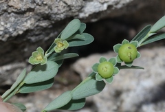 Phyllanthus polygonoides