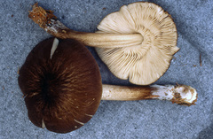 Pluteus plautus