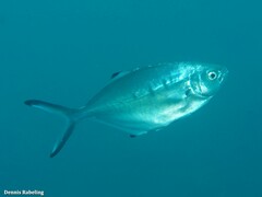 Trachinotus ovatus