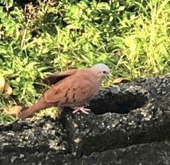 Columbina talpacoti