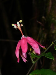 Passiflora glandulosa