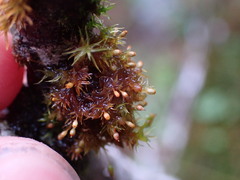 Orthotrichum pulchellum