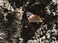 Vanessa vulcania