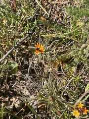 Quinchamalium chilense