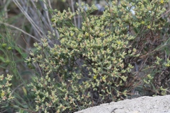 Paronychia jamesii