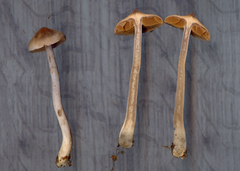 Cortinarius tortuosus