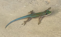 Phelsuma modesta