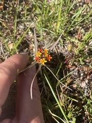 Quinchamalium chilense