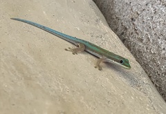 Phelsuma modesta