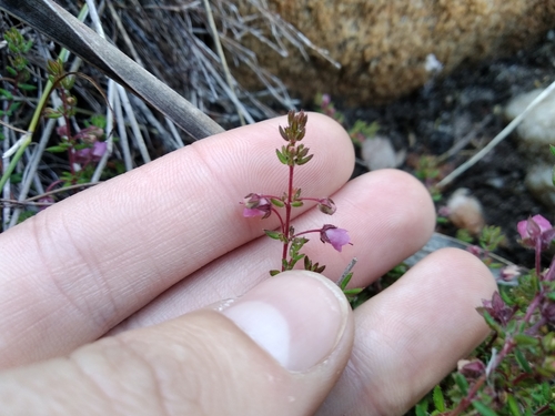 Image of Erica planifolia by (c) De Waal Hugo, some rights reserved (CC BY)