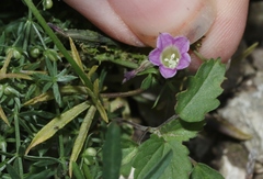 Ipomoea costellata