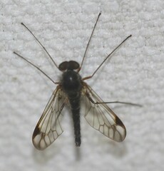 Chrysopilus mackerrasi