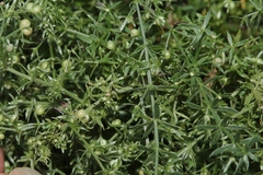 Galium microphyllum