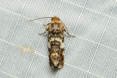 Acontia crocata