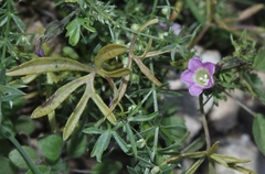 Ipomoea costellata