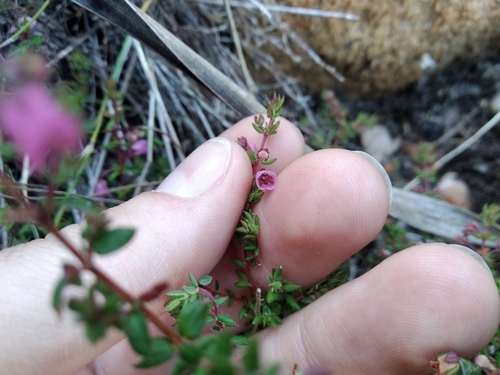 Image of Erica planifolia by (c) De Waal Hugo, some rights reserved (CC BY)