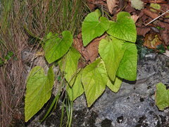 Viola hirta