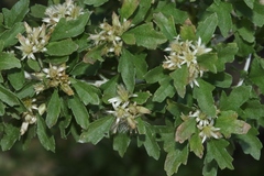 Brickellia laciniata