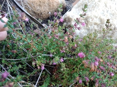 Erica planifolia