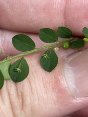 Phyllanthus tenellus