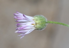 Erigeron tracyi