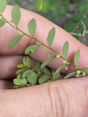 Phyllanthus tenellus