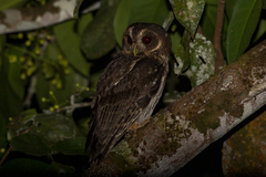 Strix virgata