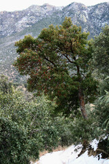 Arbutus arizonica