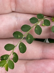 Phyllanthus tenellus