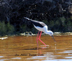 Himantopus himantopus
