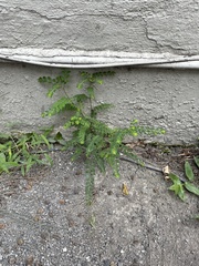 Phyllanthus tenellus