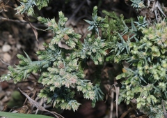 Juniperus pinchotii