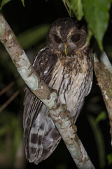 Strix virgata