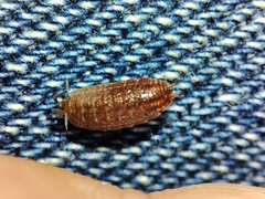 Proporcellio