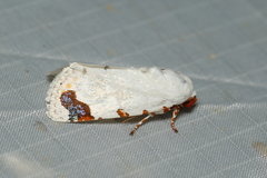Chasmina pulchra