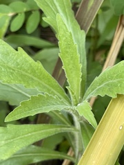 Erigeron sumatrensis