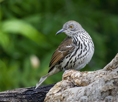 Toxostoma longirostre