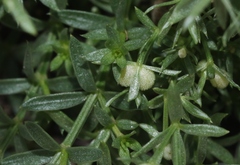 Galium microphyllum