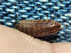 Proporcellio