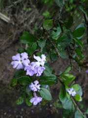 Duranta